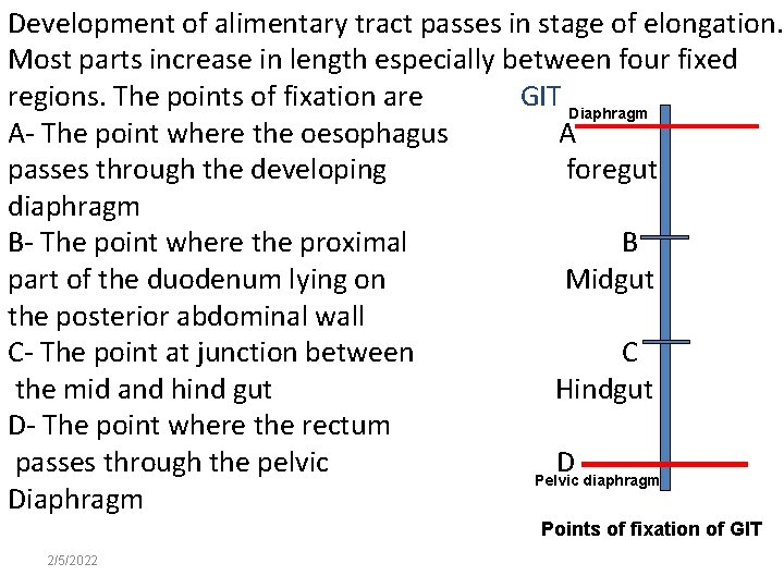 Development of alimentary tract passes in stage of elongation. Most parts increase in length