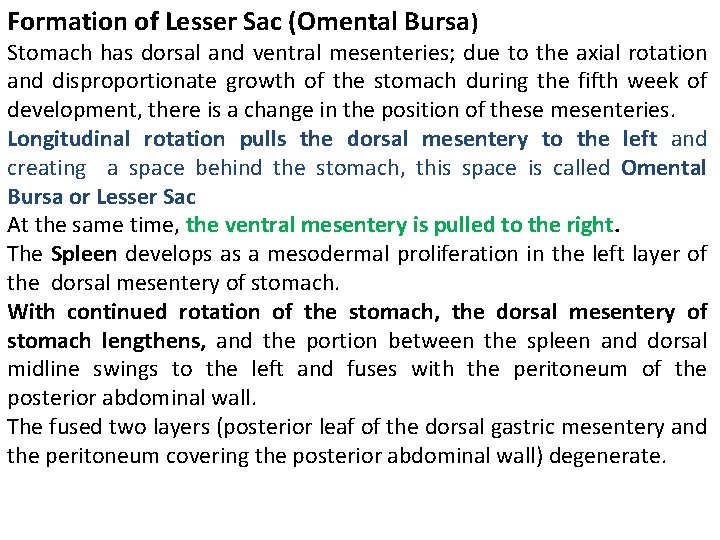 Formation of Lesser Sac (Omental Bursa) Stomach has dorsal and ventral mesenteries; due to
