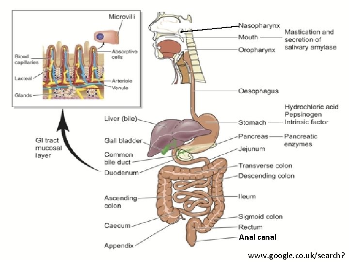 Anal canal www. google. co. uk/search? 