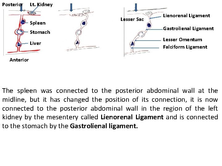 Posterior Lt. Kidney Spleen Stomach Liver Lesser Sac Lienorenal Ligament Gastrolienal Ligament Lesser Omentum