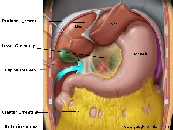 Falciform Ligament Liver Lesser Omentum Stomach Epiploic Foramen Greater Omentum Anterior view www. google.