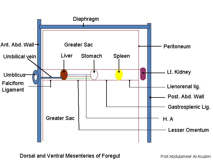Diaphragm Ant. Abd. Wall Umbilical vein Greater Sac Liver Stomach Peritoneum Spleen Lt. Kidney