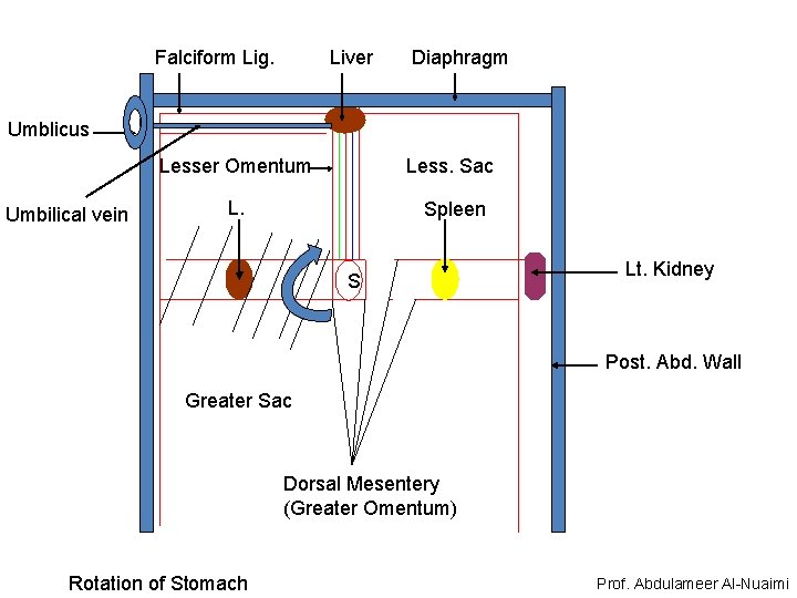 Falciform Lig. Liver Diaphragm Umblicus Umbilical vein Lesser Omentum Less. Sac L. Spleen S