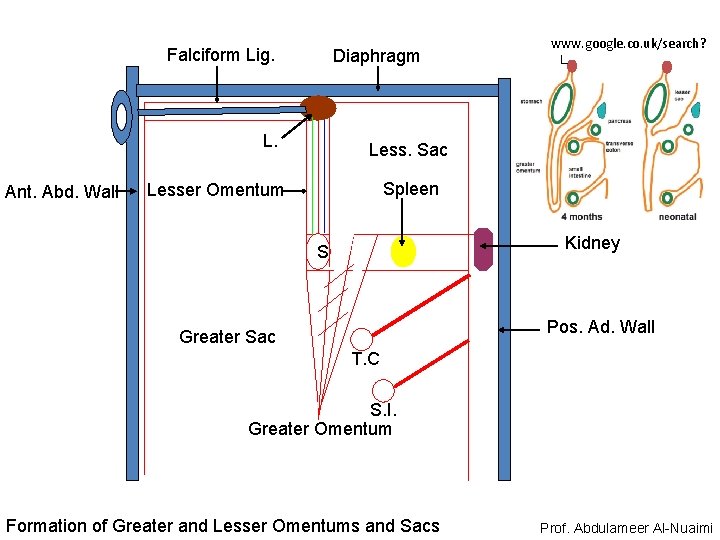 Falciform Lig. Diaphragm L. Ant. Abd. Wall www. google. co. uk/search? L. Less. Sac