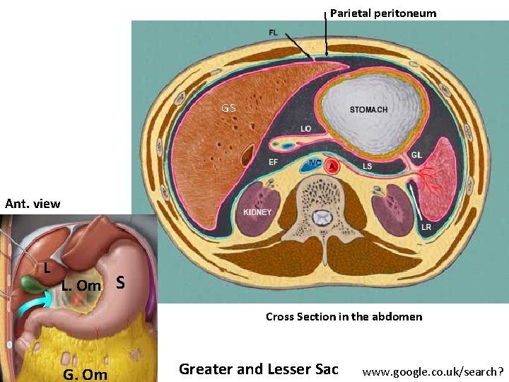 Parietal peritoneum GS Ant. view L L. Om S Cross Section in the abdomen