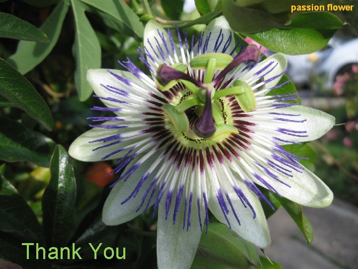 passion flower Thank You 