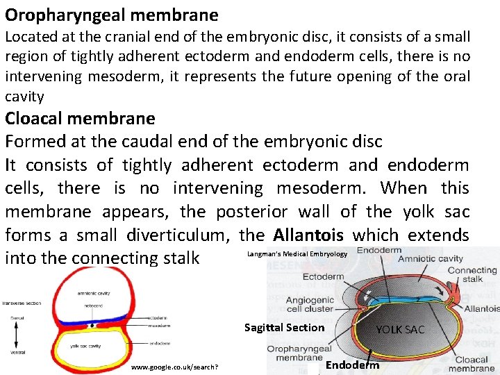 Oropharyngeal membrane Located at the cranial end of the embryonic disc, it consists of