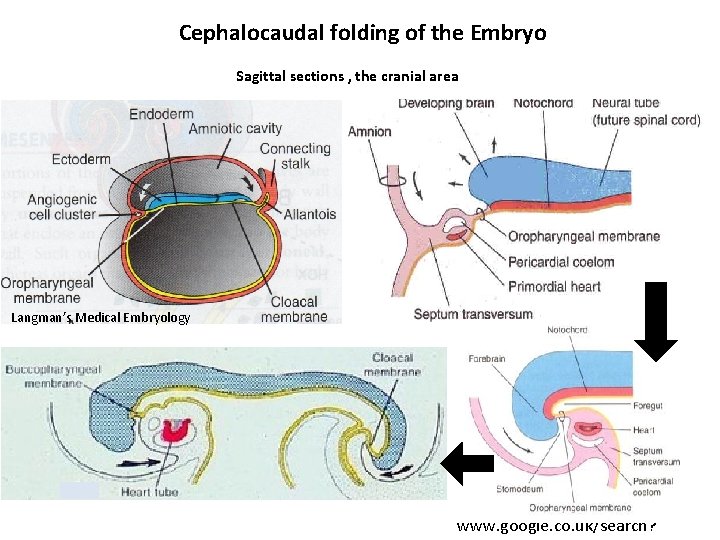 Cephalocaudal folding of the Embryo Sagittal sections , the cranial area Langman’s Medical Embryology