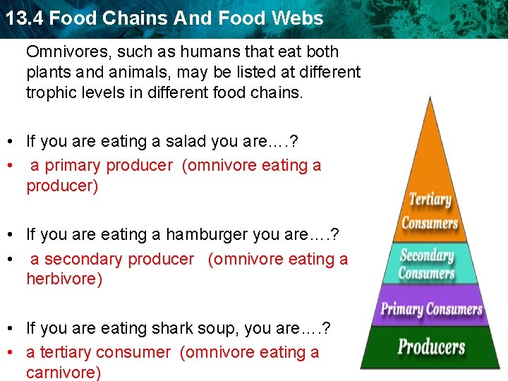 13. 4 Food Chains And Food Webs Omnivores, such as humans that eat both