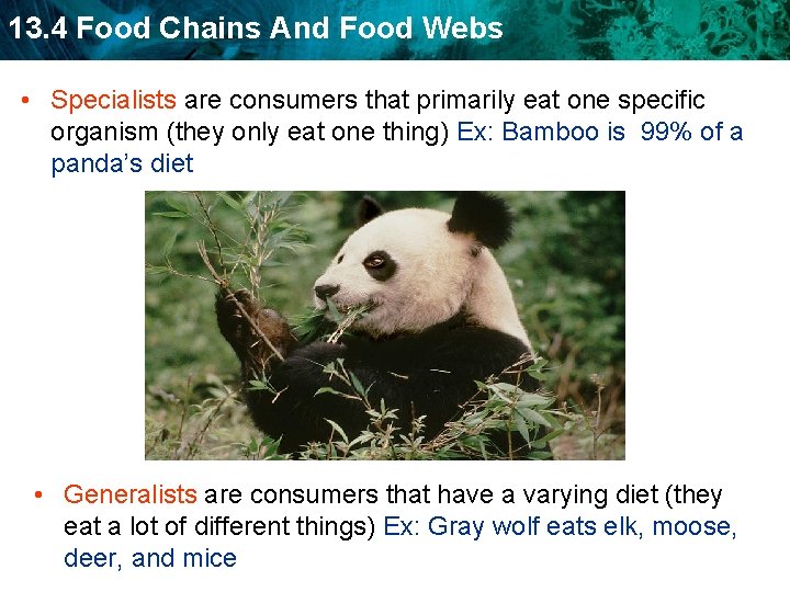 13. 4 Food Chains And Food Webs • Specialists are consumers that primarily eat
