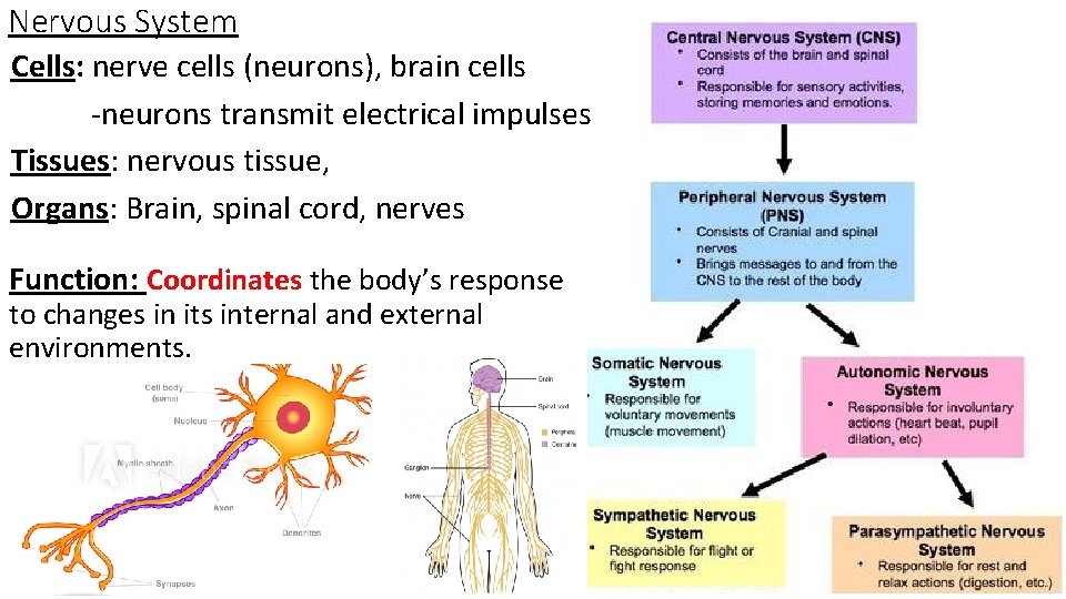 Nervous System Cells: nerve cells (neurons), brain cells -neurons transmit electrical impulses Tissues: nervous