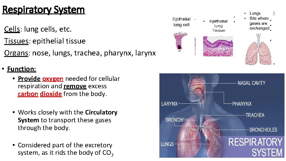 Respiratory System Cells: lung cells, etc. Tissues: epithelial tissue Organs: nose, lungs, trachea, pharynx,