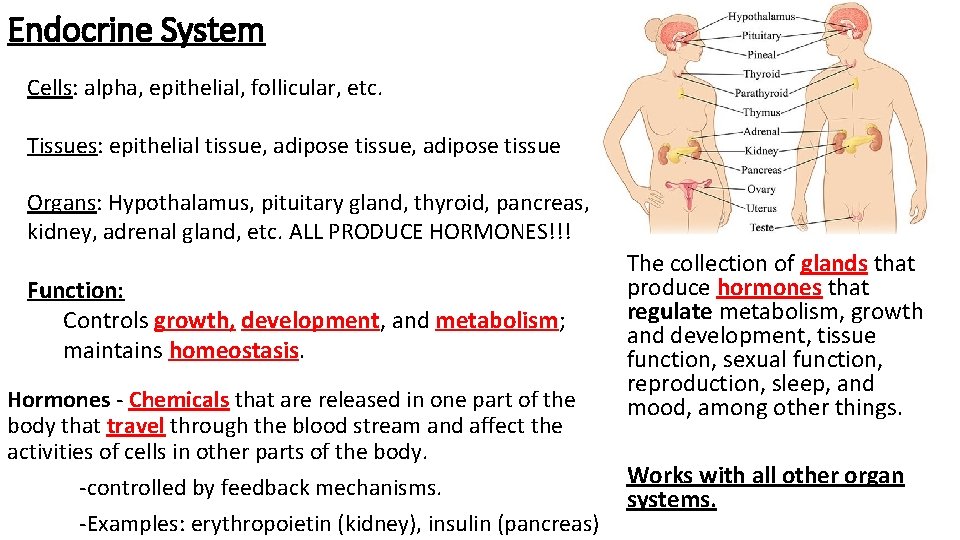 Endocrine System Cells: alpha, epithelial, follicular, etc. Tissues: epithelial tissue, adipose tissue Organs: Hypothalamus,