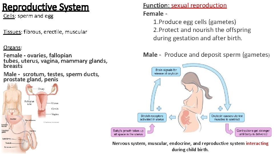 Reproductive System Cells: sperm and egg Tissues: fibrous, erectile, muscular Organs: Female - ovaries,