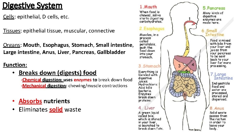 Digestive System Cells: epithelial, D cells, etc. Tissues: epithelial tissue, muscular, connective Organs: Mouth,