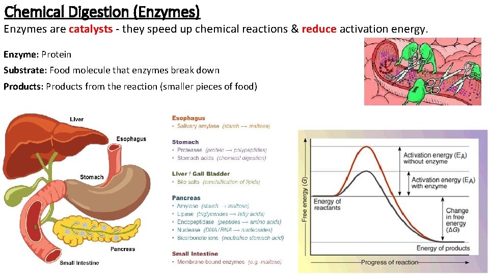 Chemical Digestion (Enzymes) Enzymes are catalysts - they speed up chemical reactions & reduce