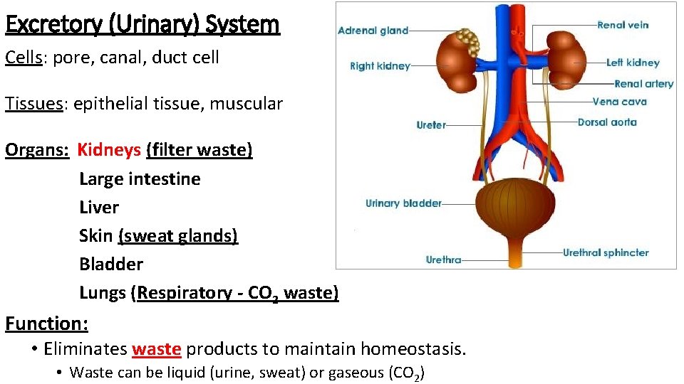 Excretory (Urinary) System Cells: pore, canal, duct cell Tissues: epithelial tissue, muscular Organs: Kidneys