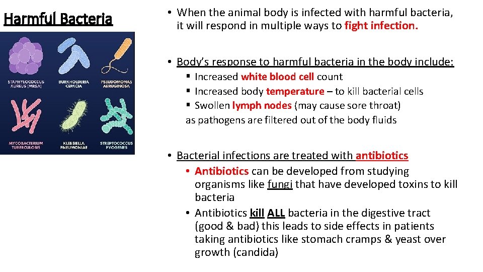 Harmful Bacteria • When the animal body is infected with harmful bacteria, it will