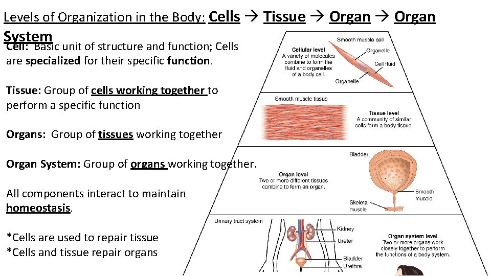 Levels of Organization in the Body: Cells Tissue Organ System Cell: Basic unit of