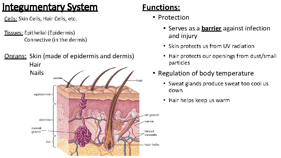 Integumentary System Cells: Skin Cells, Hair Cells, etc. Tissues: Epithelial (Epidermis) Connective (in the