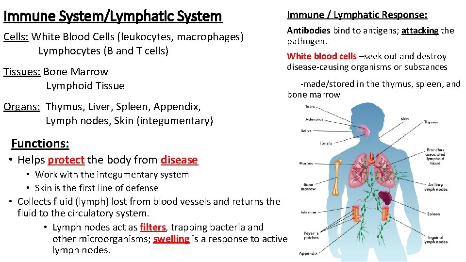 Immune System/Lymphatic System Cells: White Blood Cells (leukocytes, macrophages) Lymphocytes (B and T cells)