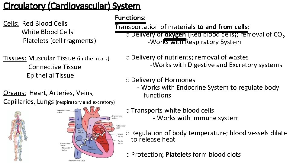 Circulatory (Cardiovascular) System Cells: Red Blood Cells White Blood Cells Platelets (cell fragments) Functions:
