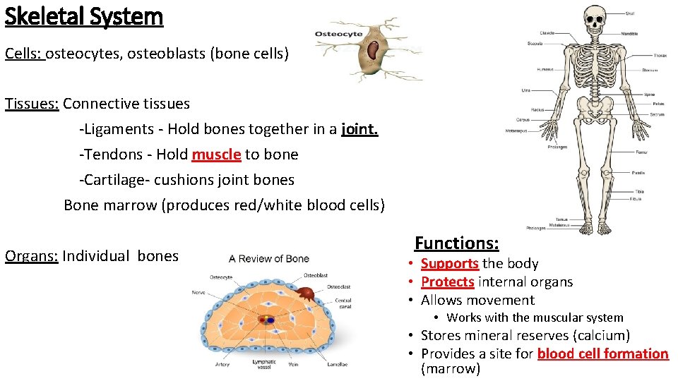 Skeletal System Cells: osteocytes, osteoblasts (bone cells) Tissues: Connective tissues -Ligaments - Hold bones