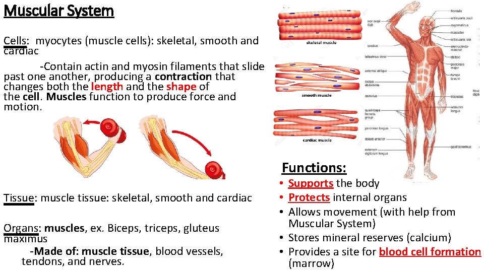 Muscular System Cells: myocytes (muscle cells): skeletal, smooth and cardiac -Contain actin and myosin