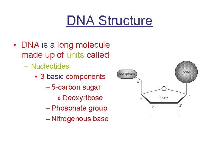 DNA Structure • DNA is a long molecule made up of units called –