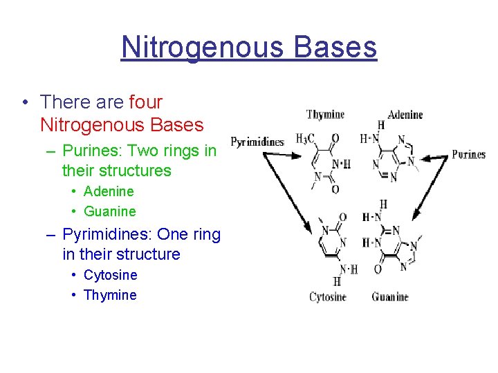 Nitrogenous Bases • There are four Nitrogenous Bases – Purines: Two rings in their