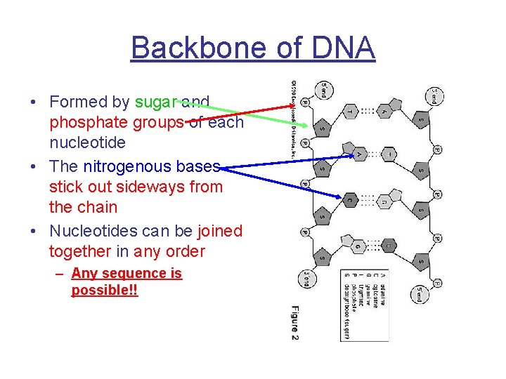 Backbone of DNA • Formed by sugar and phosphate groups of each nucleotide •