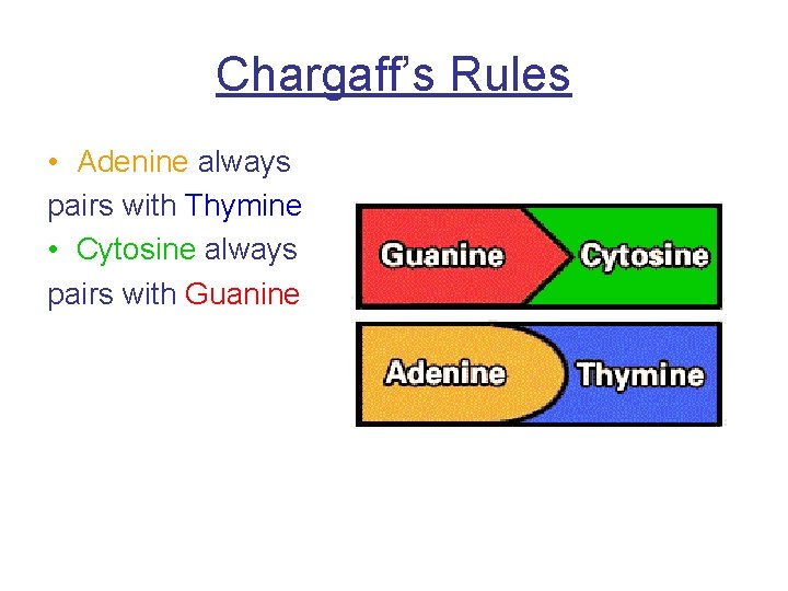 Chargaff’s Rules • Adenine always pairs with Thymine • Cytosine always pairs with Guanine
