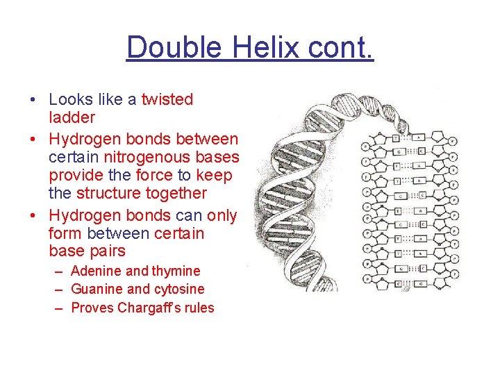 Double Helix cont. • Looks like a twisted ladder • Hydrogen bonds between certain