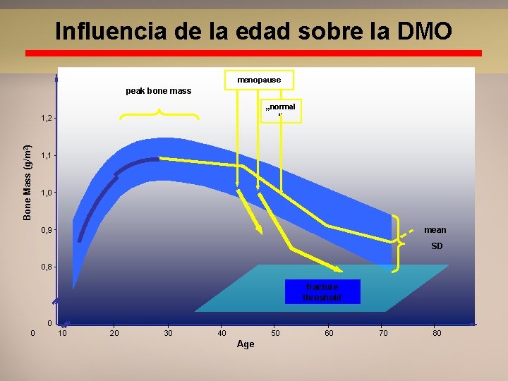 Influencia de la edad sobre la DMO menopause peak bone mass „normal “ Bone