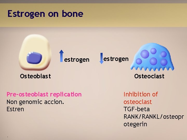 Estrogen on bone estrogen Osteoblast Pre-osteoblast replication Non genomic accion. Estren . estrogen Osteoclast