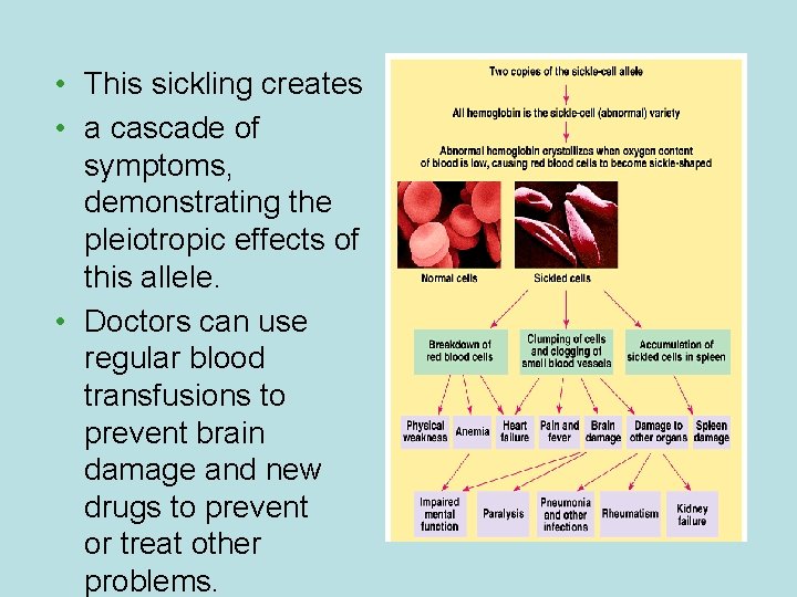  • This sickling creates • a cascade of symptoms, demonstrating the pleiotropic effects