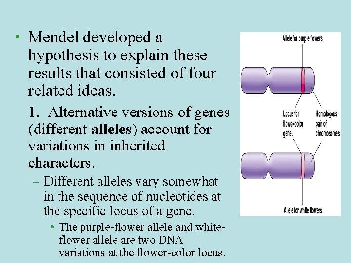  • Mendel developed a hypothesis to explain these results that consisted of four