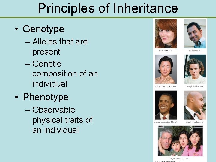 Principles of Inheritance • Genotype – Alleles that are present – Genetic composition of