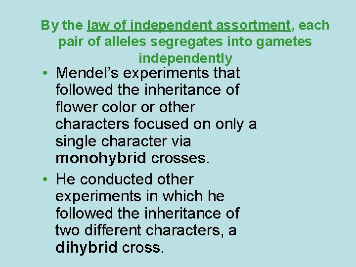 By the law of independent assortment, each pair of alleles segregates into gametes independently