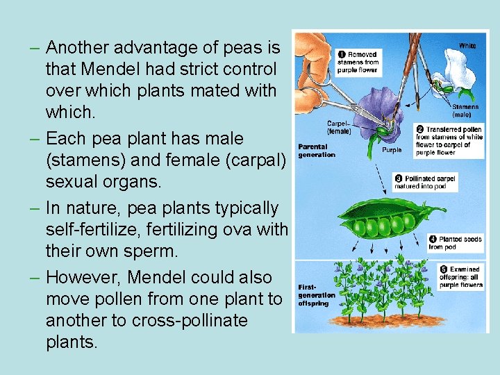 – Another advantage of peas is that Mendel had strict control over which plants