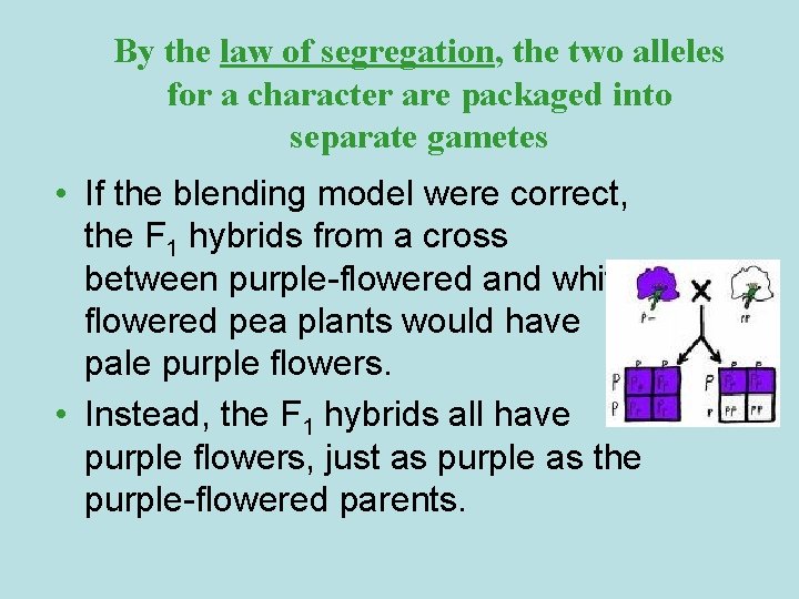 By the law of segregation, the two alleles for a character are packaged into