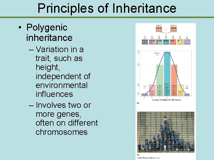 Principles of Inheritance • Polygenic inheritance – Variation in a trait, such as height,