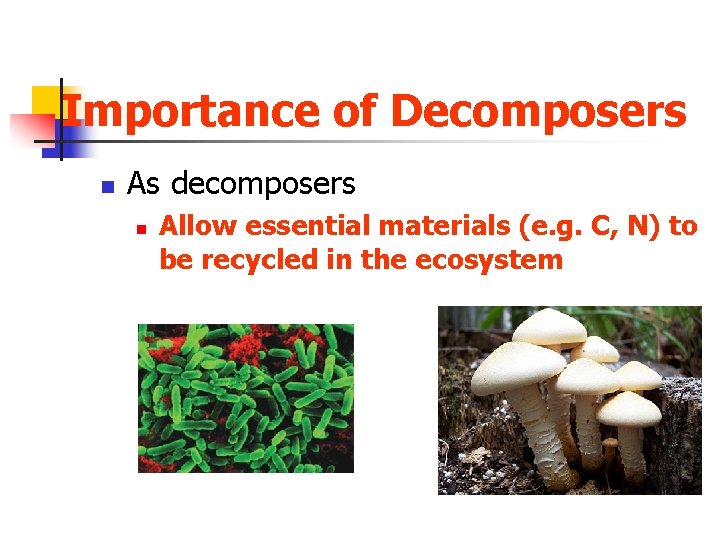 Importance of Decomposers n As decomposers n Allow essential materials (e. g. C, N)