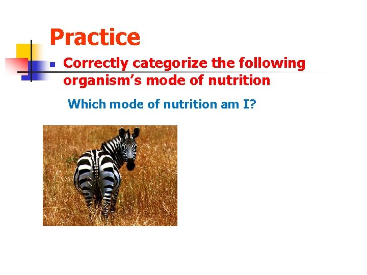 Practice n Correctly categorize the following organism’s mode of nutrition Which mode of nutrition