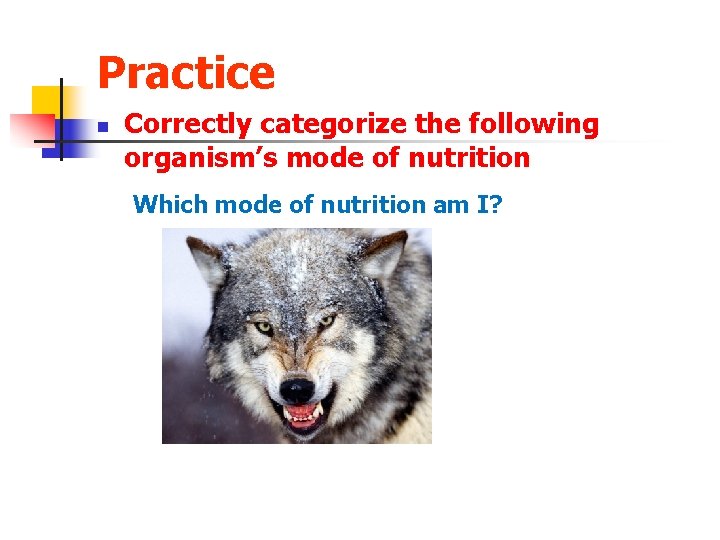 Practice n Correctly categorize the following organism’s mode of nutrition Which mode of nutrition