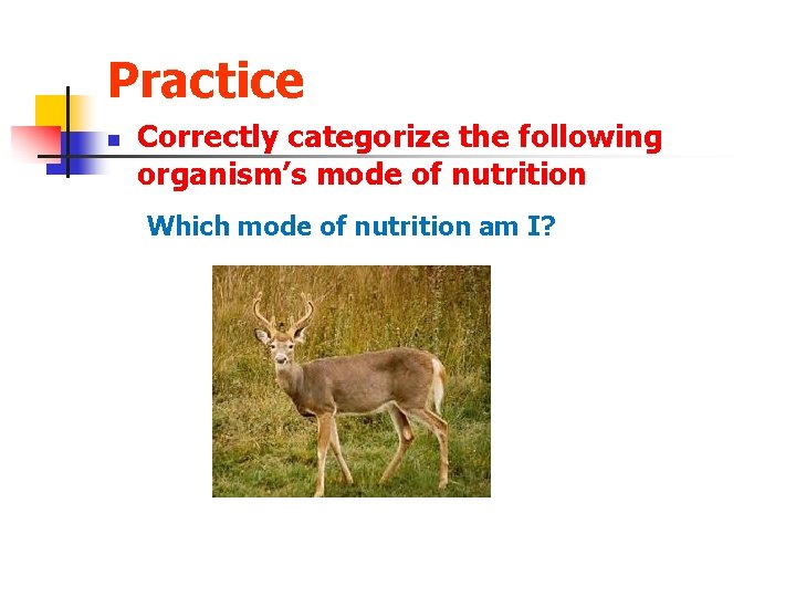 Practice n Correctly categorize the following organism’s mode of nutrition Which mode of nutrition