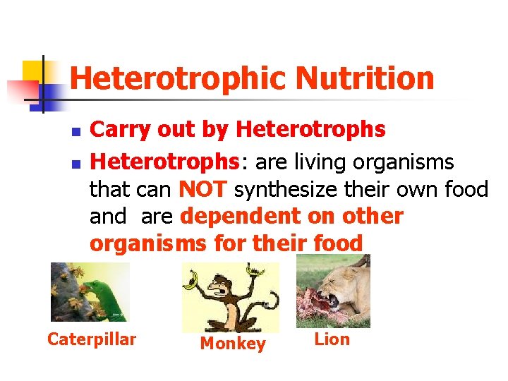 Heterotrophic Nutrition n n Carry out by Heterotrophs: are living organisms that can NOT