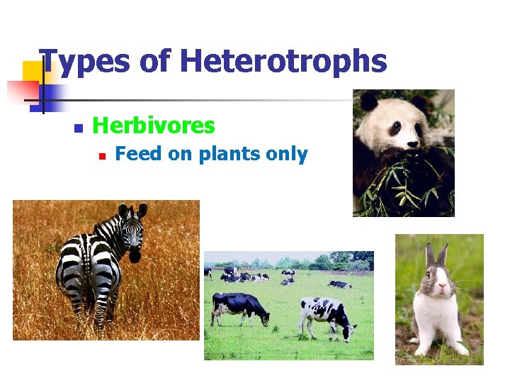 Types of Heterotrophs n Herbivores n Feed on plants only 