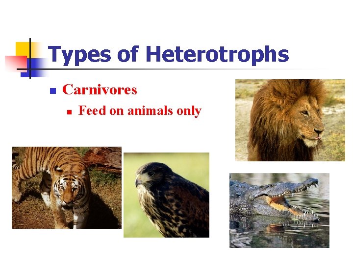 Types of Heterotrophs n Carnivores n Feed on animals only 