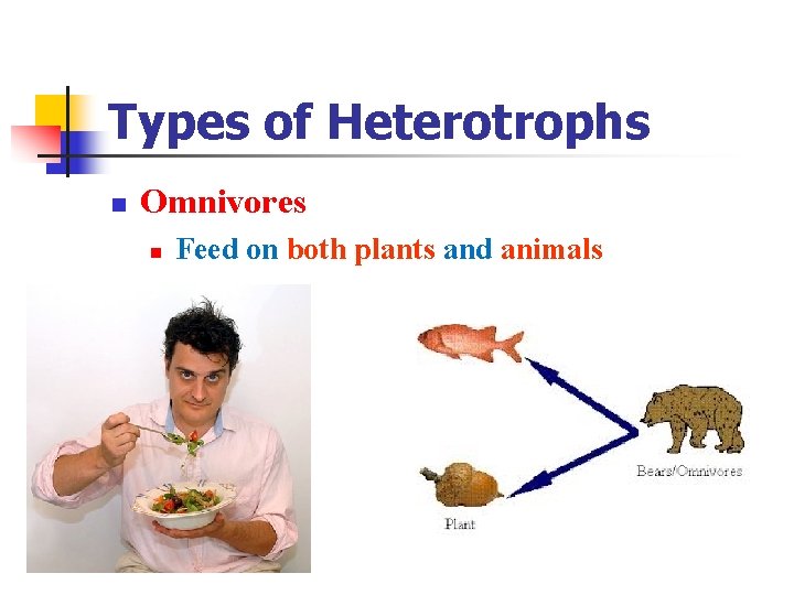 Types of Heterotrophs n Omnivores n Feed on both plants and animals 